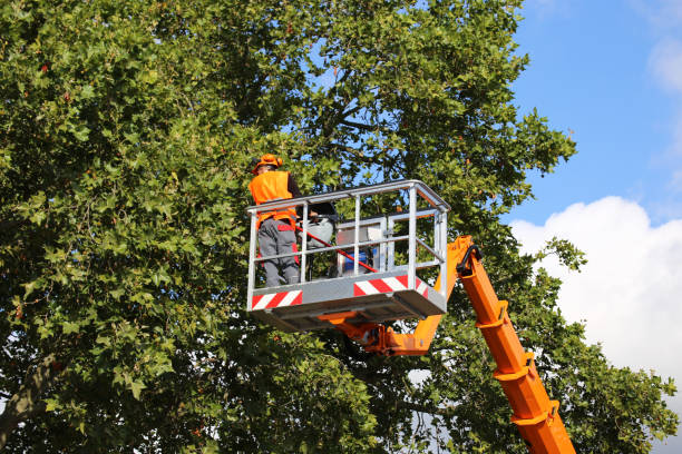 Best Weed Control  in Soledad, CA